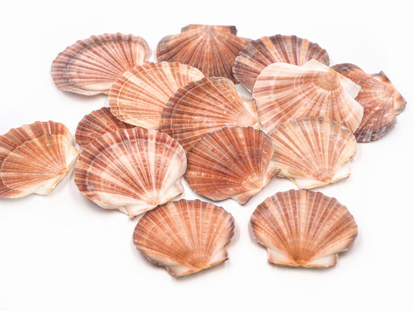 Peachy Pink and Orange Flat Scallop Shells - 1 Kg